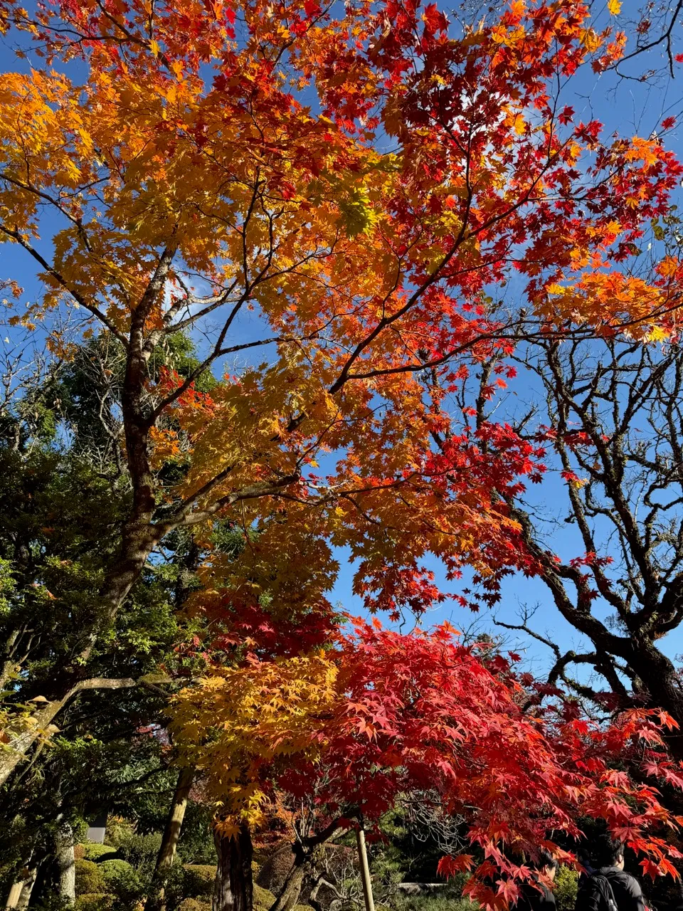 Brilliant red and orange maples against a deep blue sky at Nikko