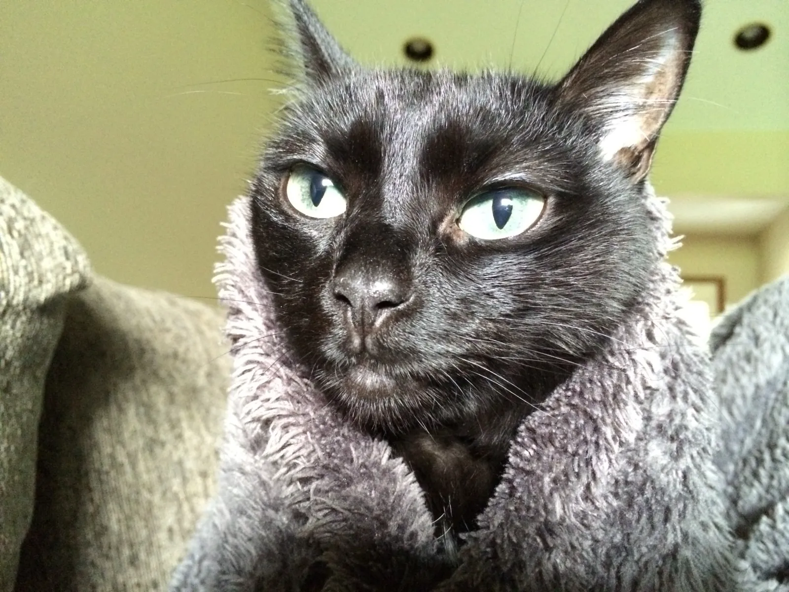 KOTEHOK wrapped up in a soft gray blanket with just her face and ears poking out, looking very dignified.