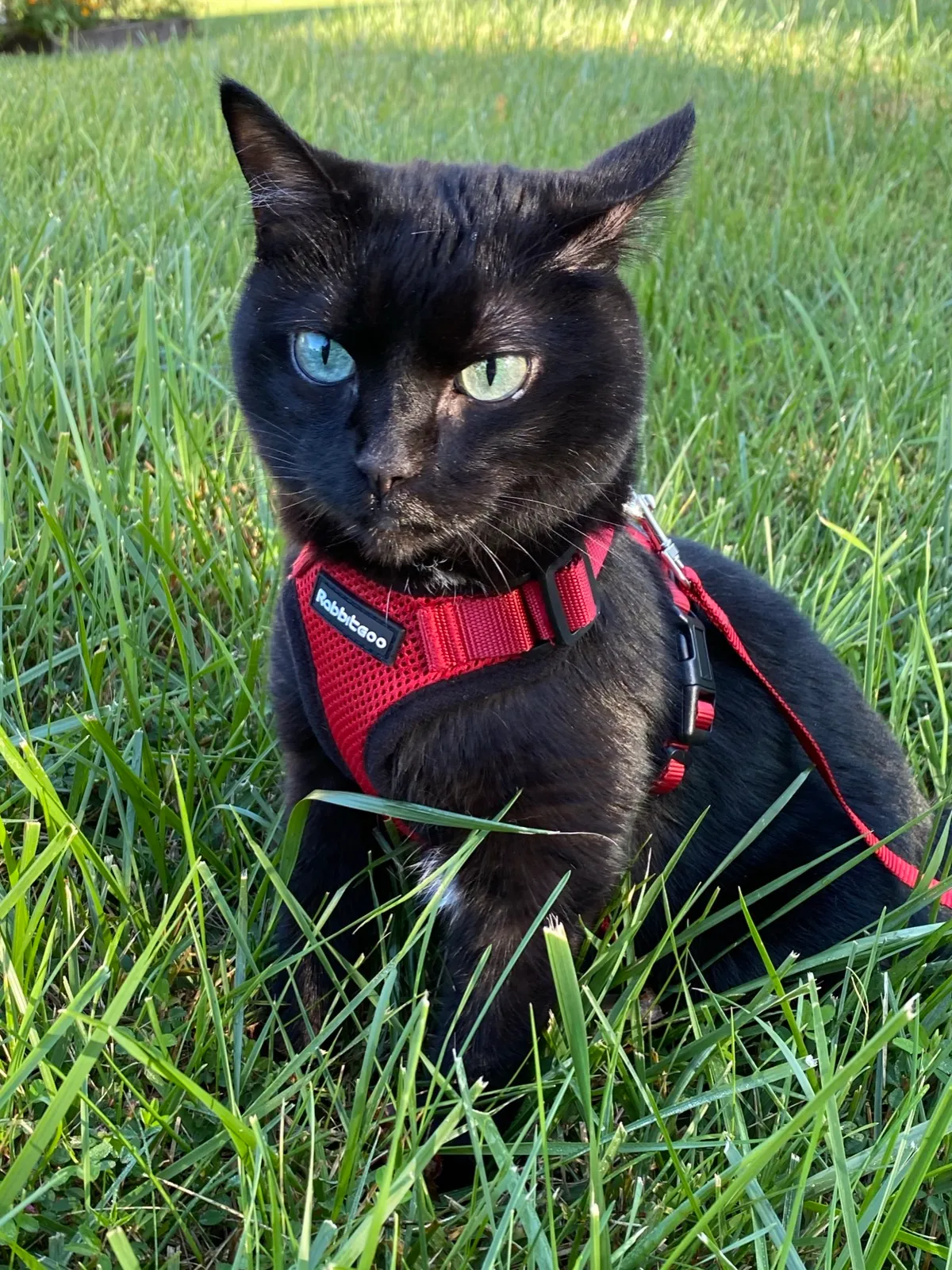 KOTEHOK sitting in green grass in a red harness, looking alert.
