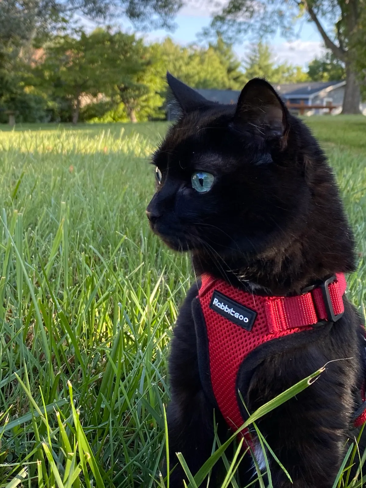 KOTEHOK in profile in the grass in her red harness, lit by low golden sunlight, one green eye glowing.