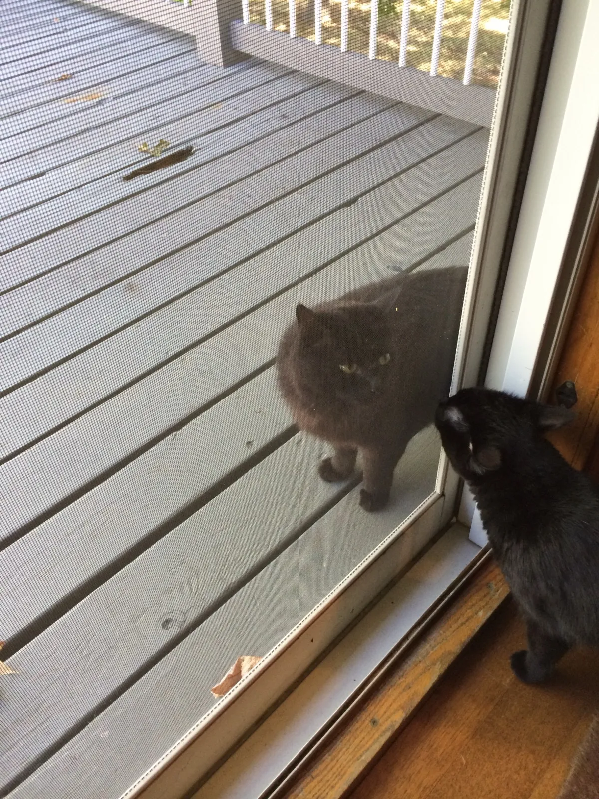 KOTEHOK looking out through a screen door at Ozzie, a dark shape on the deck just on the other side.