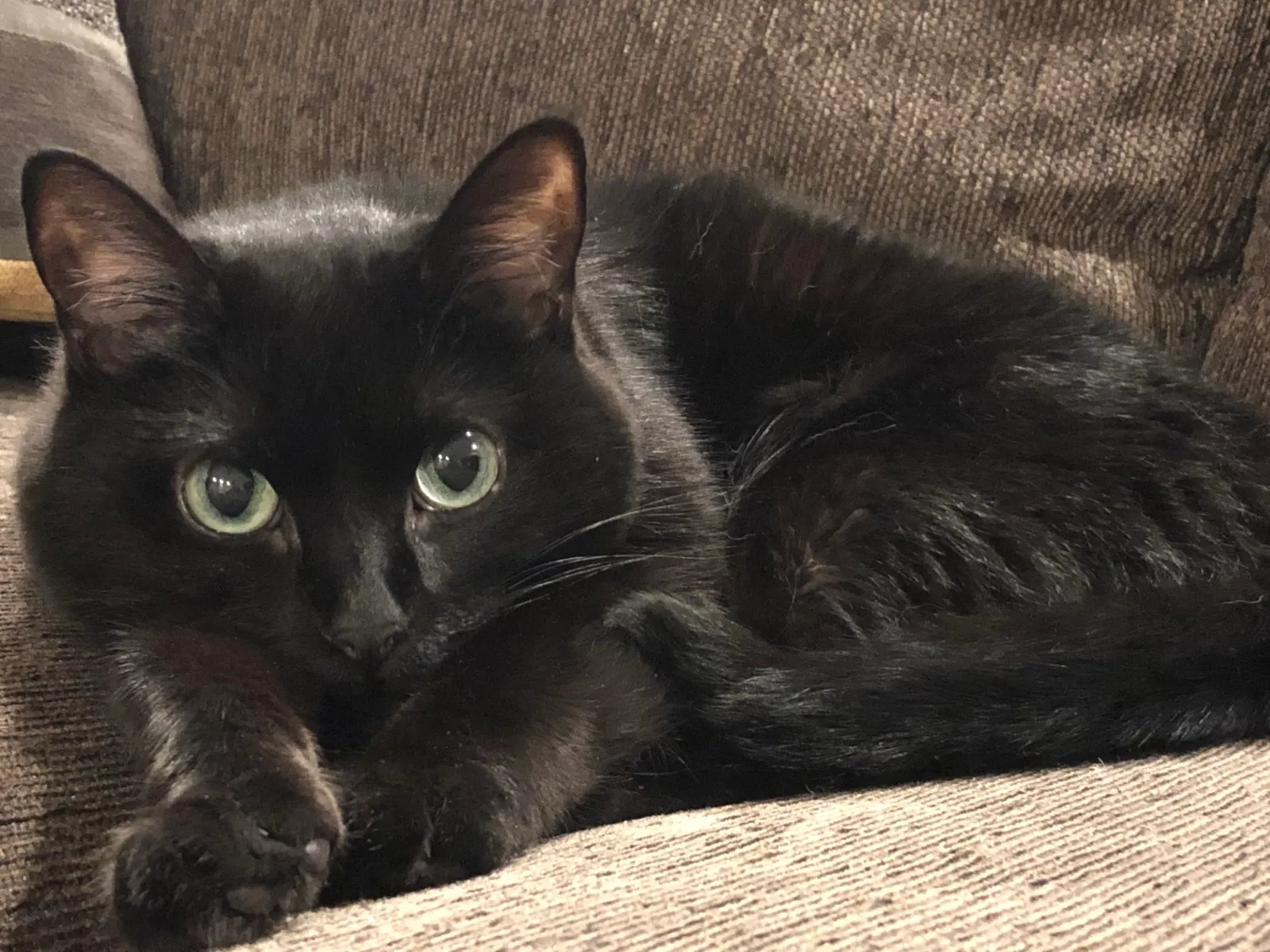 KOTEHOK lying on a dark sofa, paws tucked, looking straight at the camera with bright green eyes.