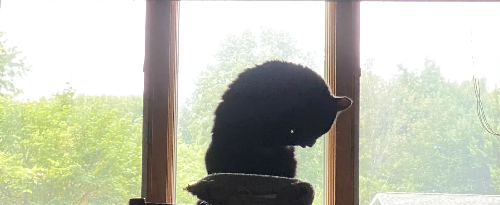 KOTEHOK, a small black cat, sitting in silhouette on a perch in front of a bright window full of green trees.