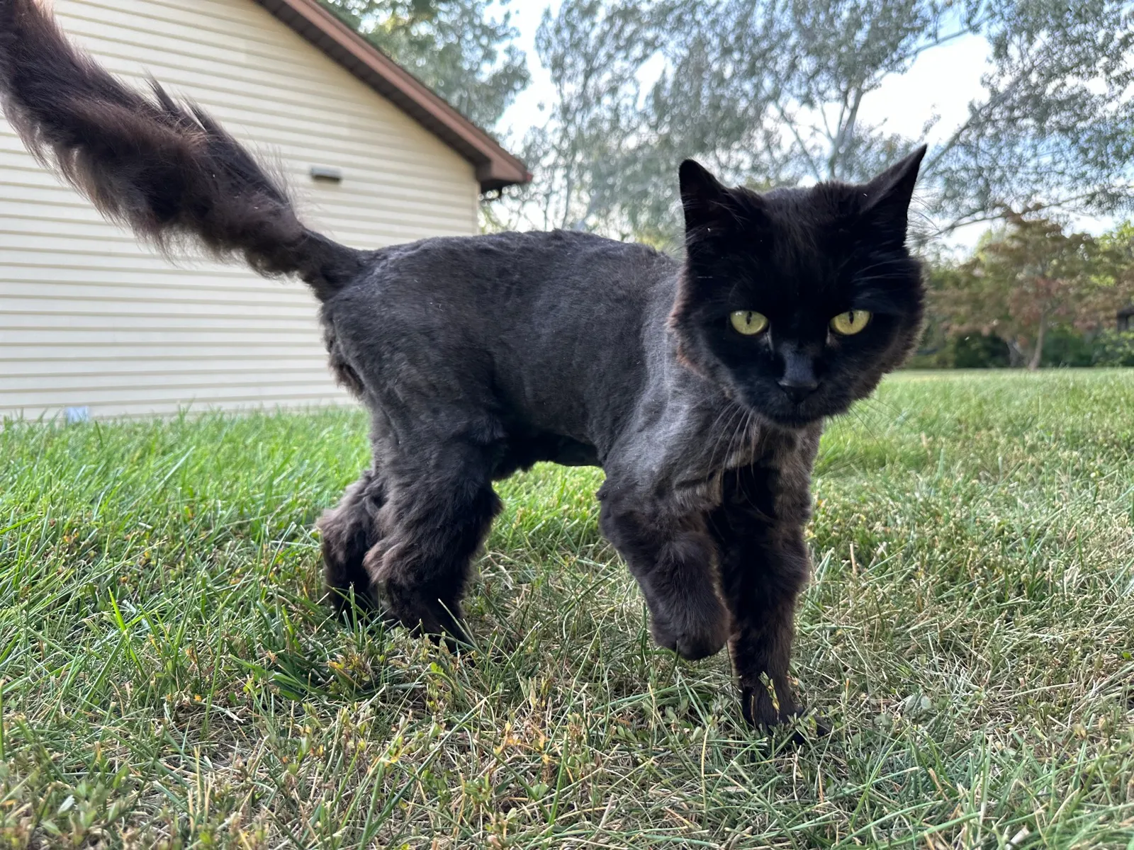 Ozzie outdoors mid-stride after a rough shave, his body clipped short with a fluffy mane and tail left behind.