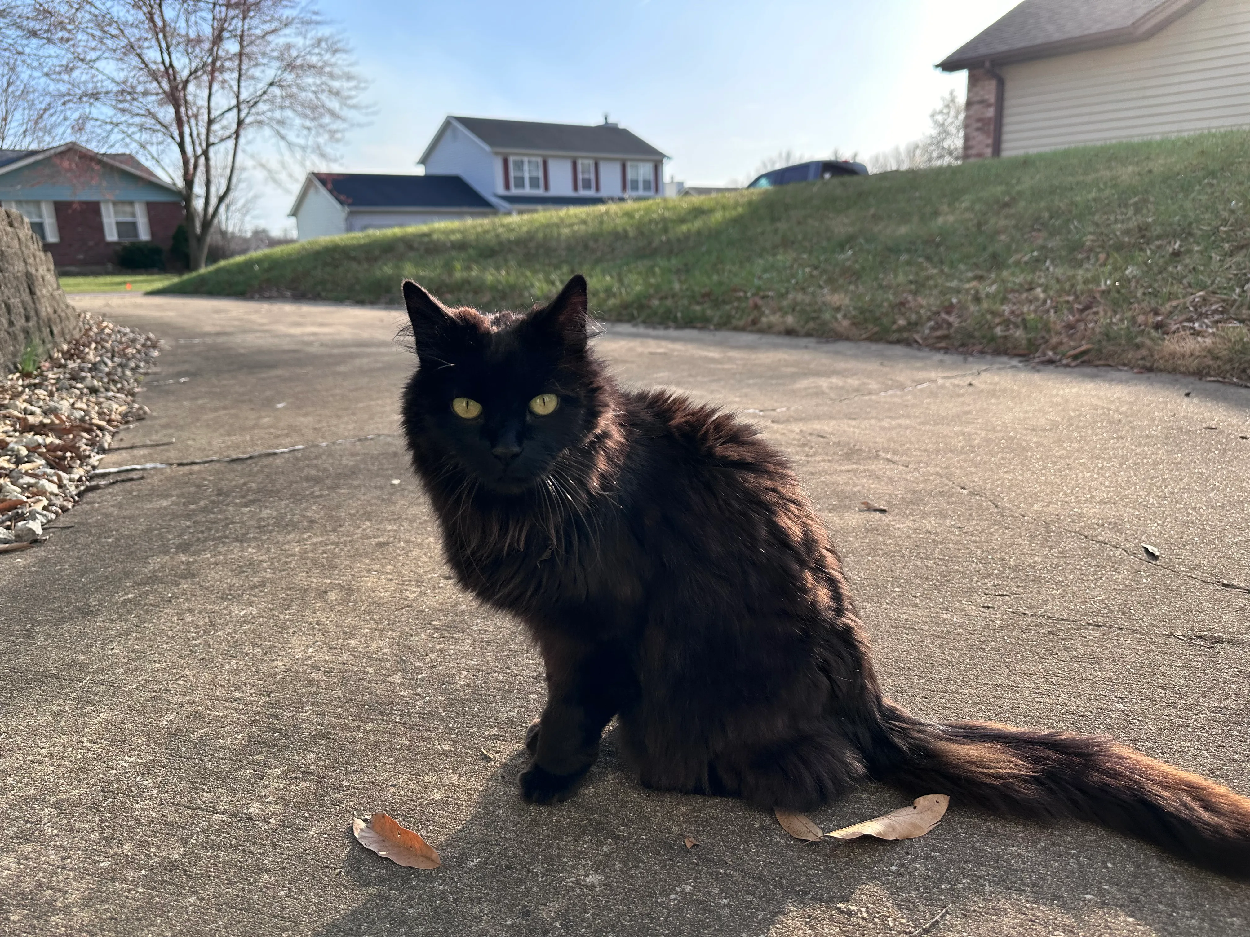 Ozzie, a long-furred black cat with yellow eyes, sitting on a sunlit driveway with neighbors' houses on the hill behind him.