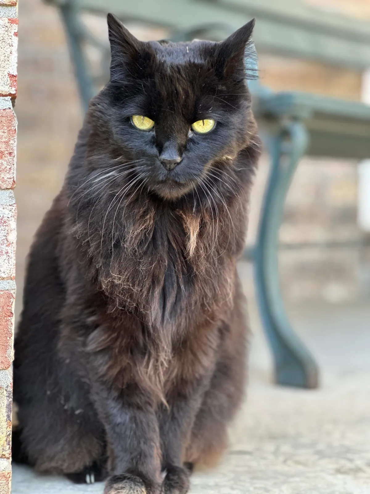 Ozzie, a long-furred black cat with striking yellow eyes, sitting on a patio by a brick wall and a green metal bench.